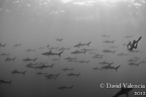 We were "blue water hunting", looking for things in blue ... by David Valencia 